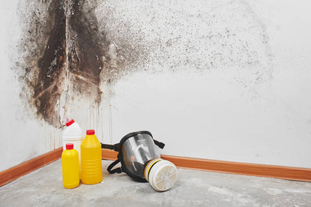 Best Mold Removal Specialists  in Roanoke, AL