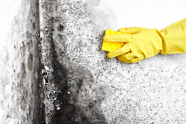 Best Fast Mold Removal  in Roanoke, AL