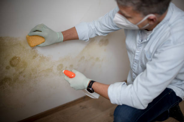 Trusted Roanoke, AL Mold Removal Experts