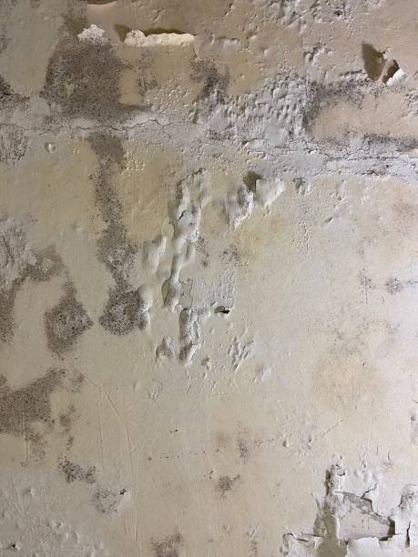 Best Crawl Space Mold Removal  in Roanoke, AL