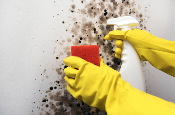 Best Water Damage Restoration  in Roanoke, AL