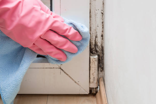 Best Commercial Mold Removal  in Roanoke, AL