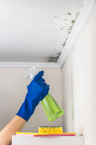 Best Mold Remediation  in Roanoke, AL