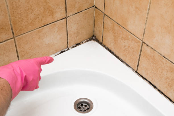 Best Attic Mold Removal  in Roanoke, AL